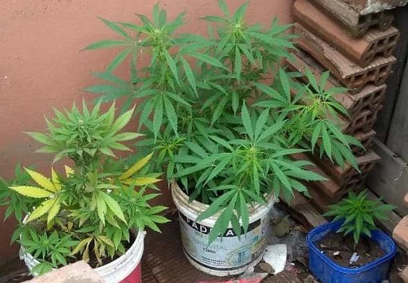 cannabisbrk