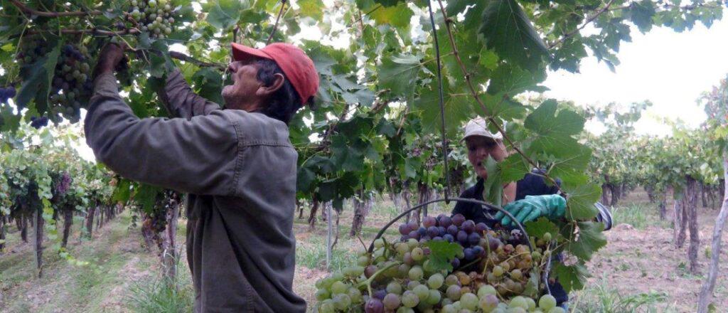 trabajar-las-tareas-la-tierra-implica-un-desgaste-fisico-que-suele-empezar-pasar-factura-antes-los-50-anos-foto-horacio-rodriguez-1024x440