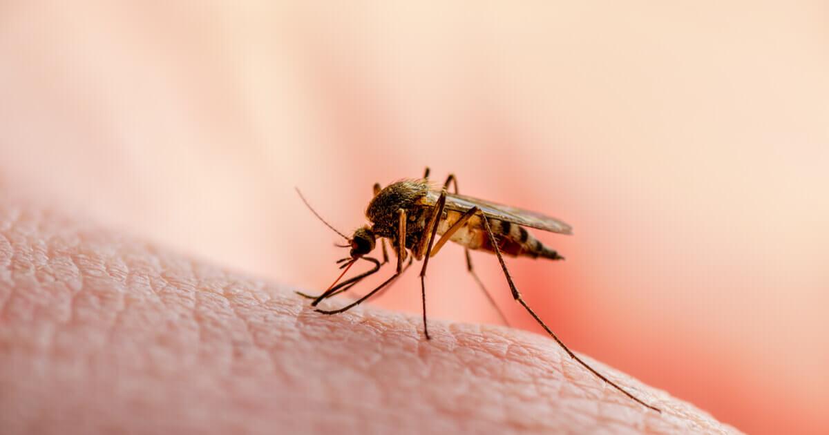 dengue-prevencion-1