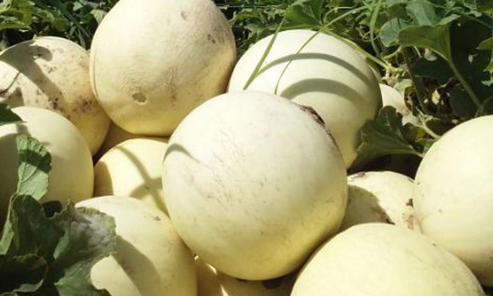 InterNos-Maqueta-Foto-Portada-Notas-melones