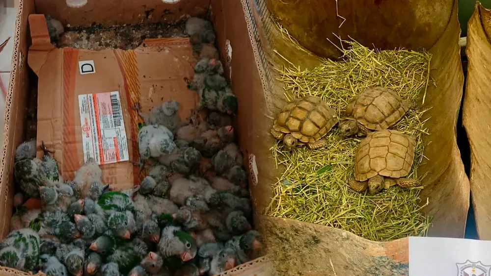 aves tortugas