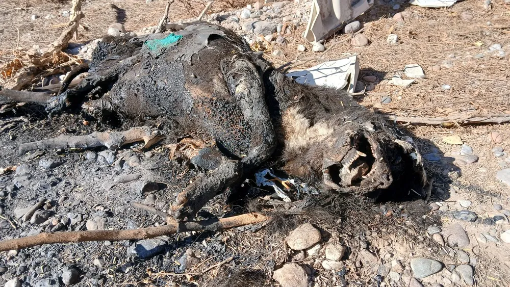 508157197_1126065159547227_4058187065656438117_n