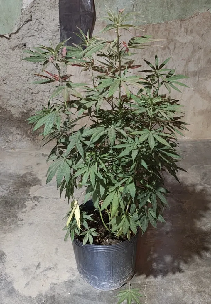 76ce6d1c-028b-4550-9512-7dfbb81a26fd