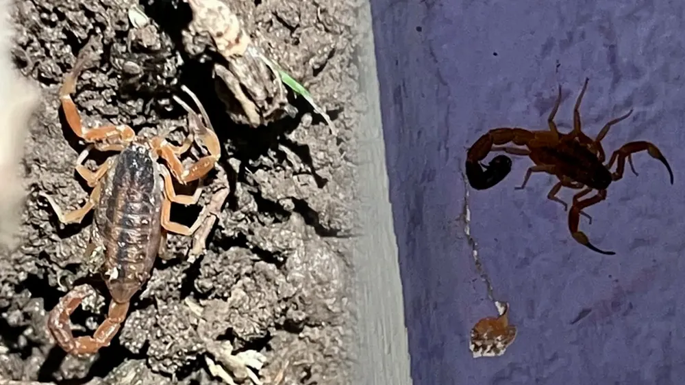 alacranes barrio alem