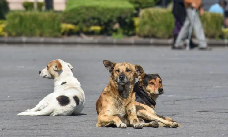 perros