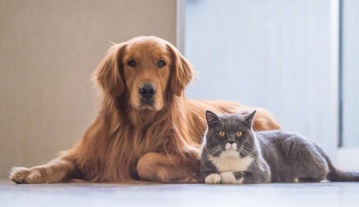 perro-gato-2-700x403