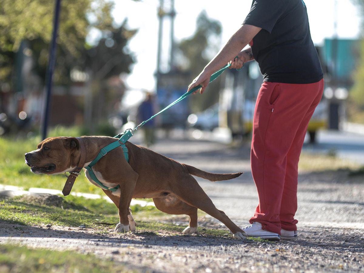 los-perros-considerados-peligrosos-deben-pasearse-correa-los-lugares-acceso-publico