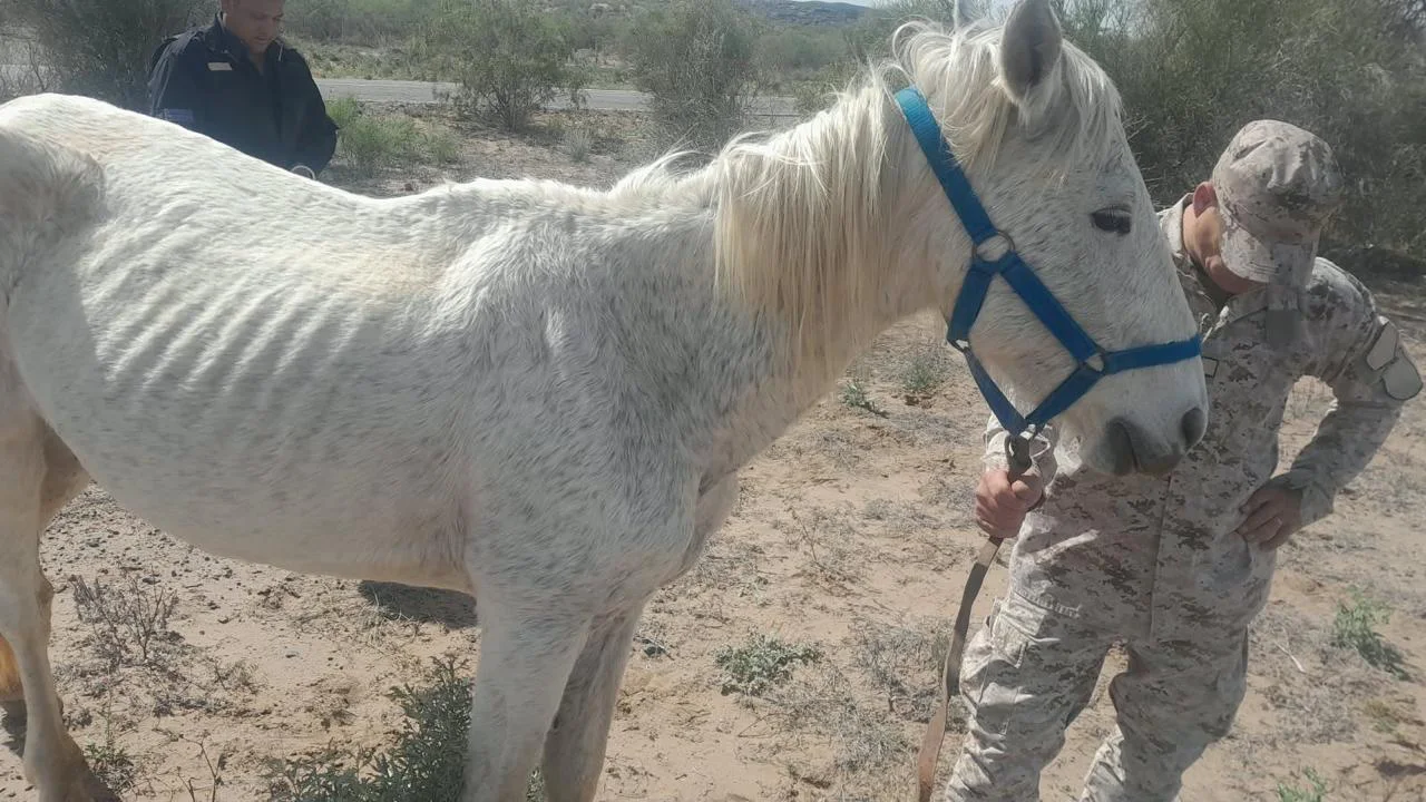 CABALLO
