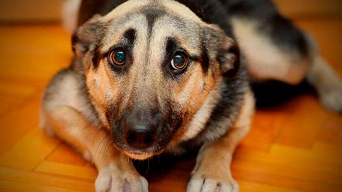 afecta-pirotecnia-mascotas-sintomas-recomendaciones_1641146166_149593273_1200x675