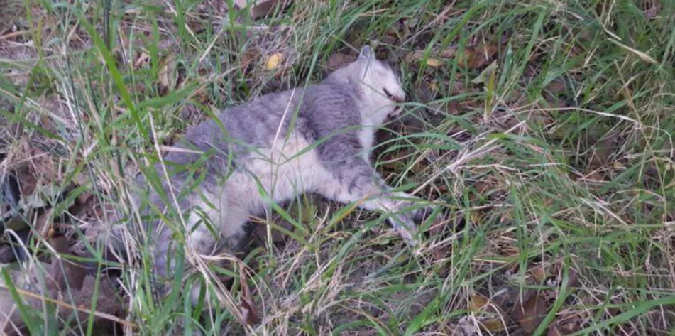 GATO