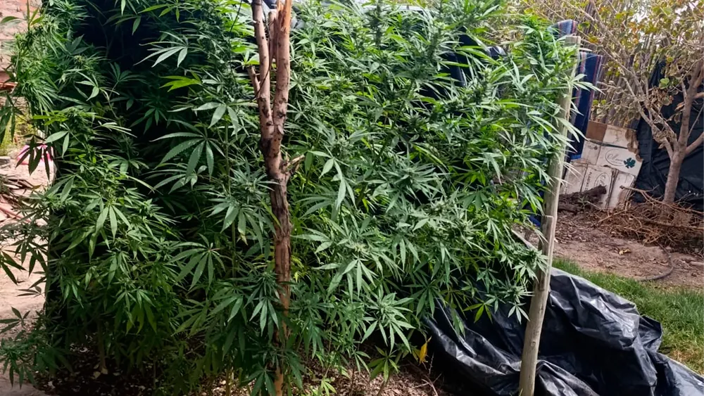 IHUANAMARI CASUARINAS