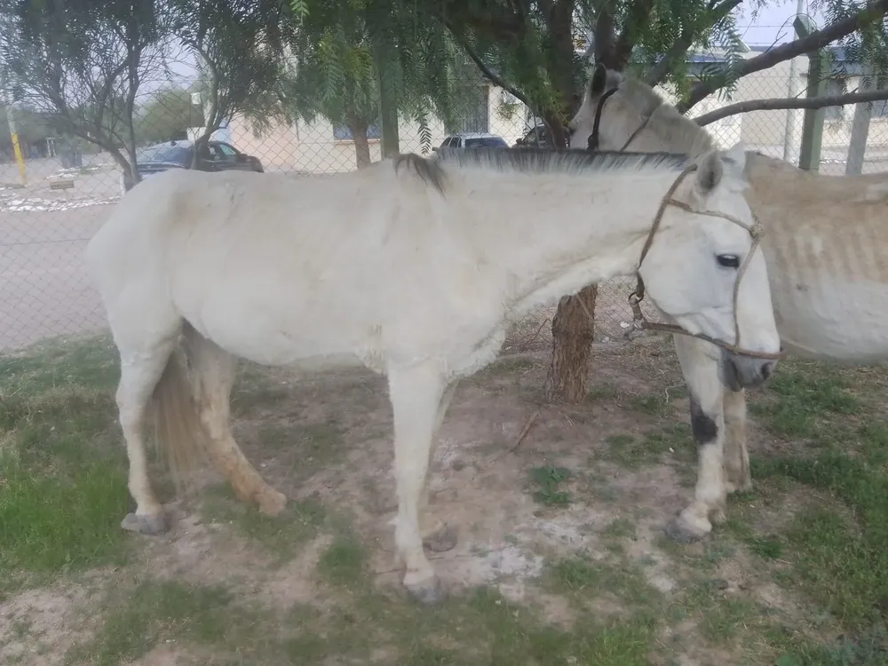 0 caballos