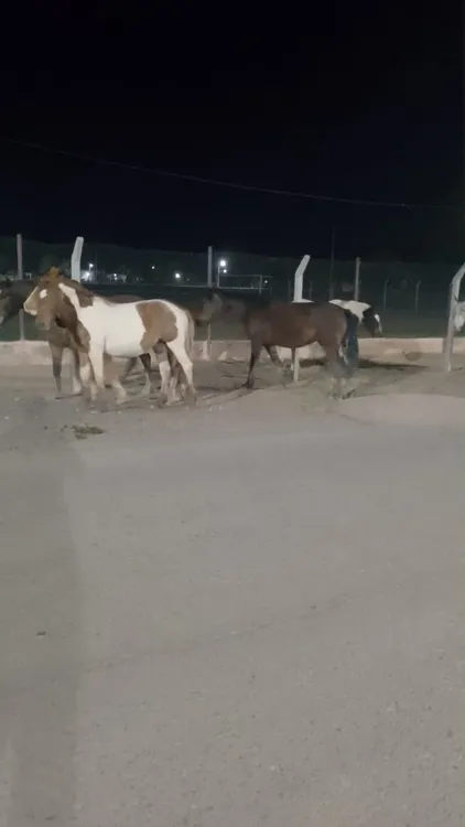 zcaballo