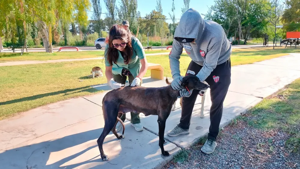 9 de julio fotoantirrabica