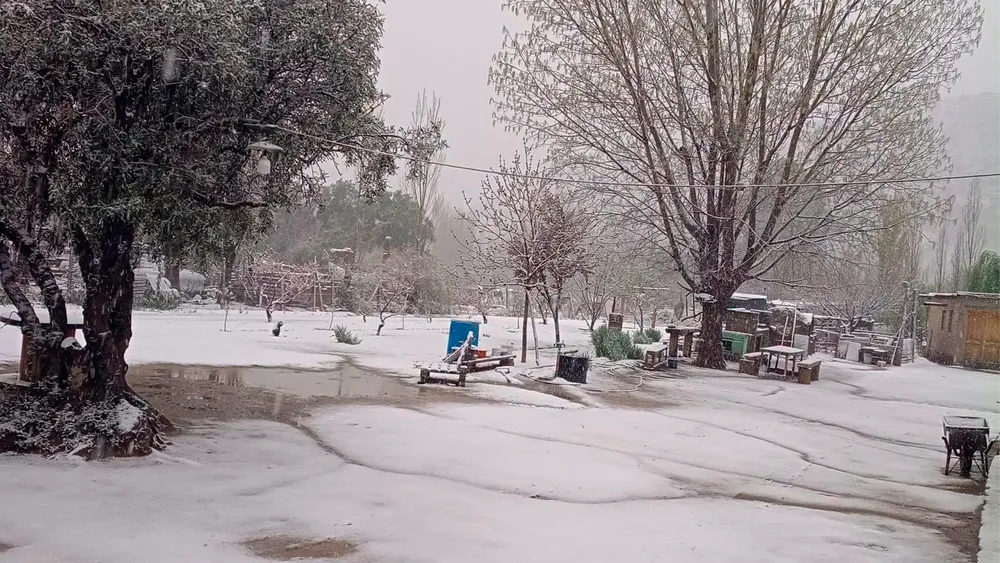 nieve