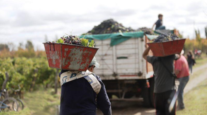 Nuestra-provincia-dispondra-de-400-millones-para-cosecha-y-acarreo-vitivinicola-800x445