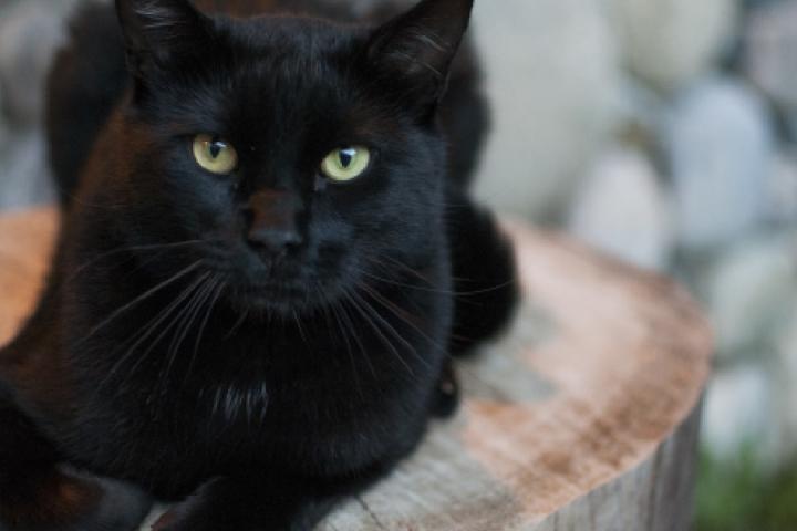 los-gatos-negros-tienen-mal-augurio