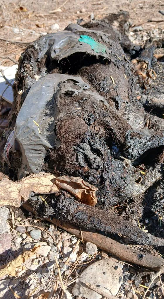 508200283_1126065306213879_6674236940072895006_n