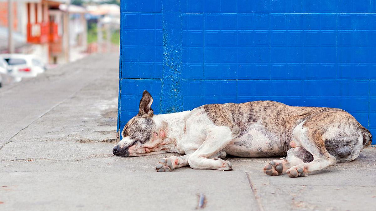 Aumenta-25-por-cien-abandonos-perros-tras-desconfinamiento