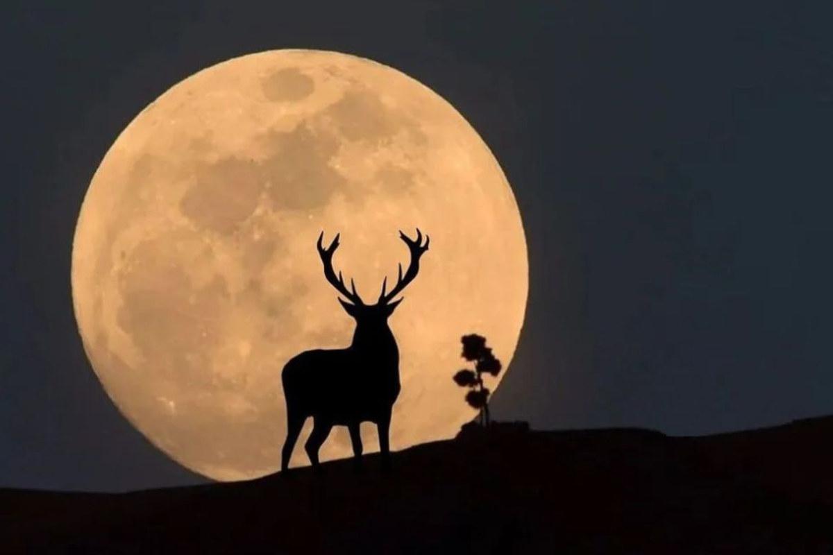 Luna-de-ciervo