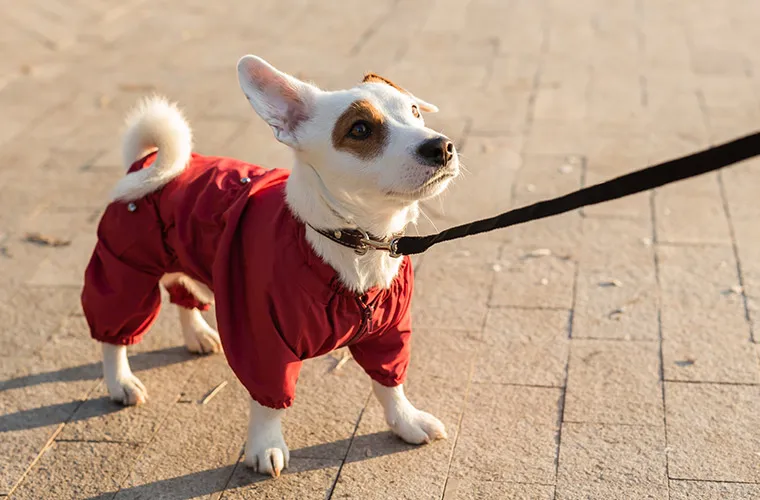 blog_ropa-abrigo-perros