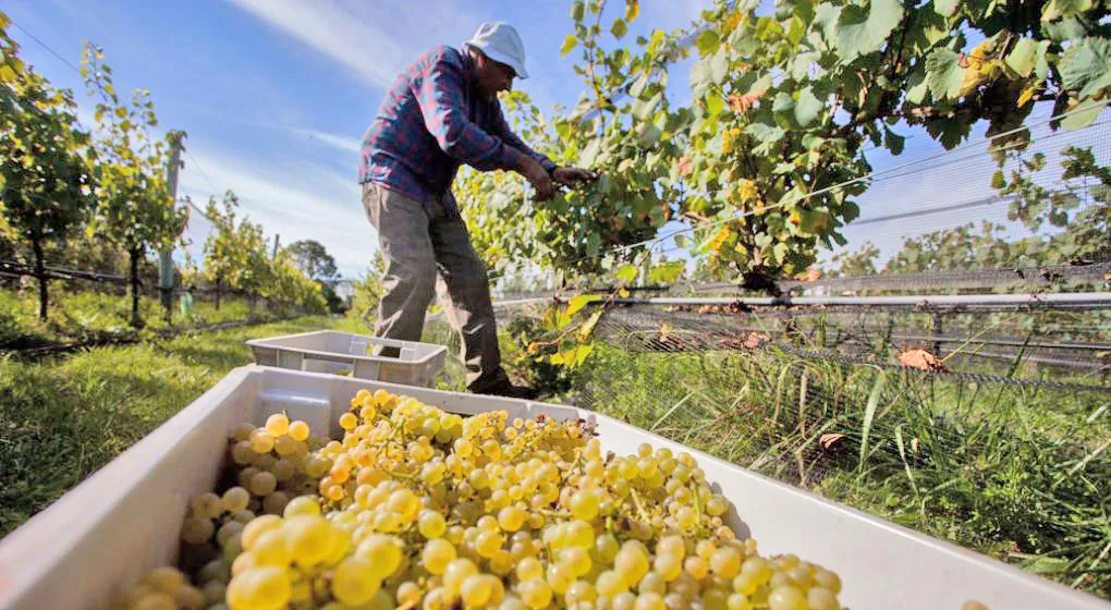 Piden-a-los-productores-que-realicen-la-“cosecha-completa”-de-sus-viñedos
